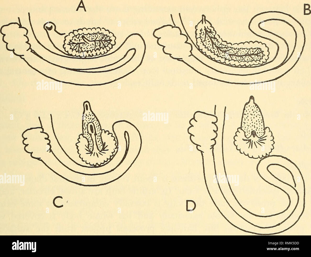 . Annals of the South African Museum = Annale van die Suid-Afrikaanse Museum. Natural history. FURTHER DESCRIPTIONS OF SOUTH AFRICAN ASCIDIANS 207. Fig. 43. Comparison of gut loop and gonads of A, Molgula falsensis; B, Molgula scutata, C, Molgula cryptica; and D, Molgula conchata.. Please note that these images are extracted from scanned page images that may have been digitally enhanced for readability - coloration and appearance of these illustrations may not perfectly resemble the original work.. South African Museum. Cape Town : The Museum Stock Photo