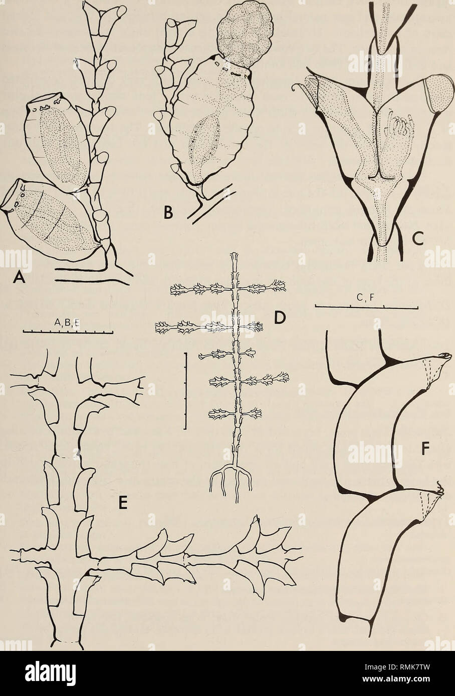. Annals of the South African Museum = Annale van die Suid-Afrikaanse Museum. Natural history. MONOGRAPH ON THE HYDROIDA OF SOUTHERN AFRICA 275. Fig. 90. Salacia desmoides. A, stem with male gonophores; B, stem with female gonophore; C, hydrothecae with hydranths and opercula. Salacia disjuncta. D, stem; E, part of stem with origins of hydrocladia; F, hydrothecae. Scale: D in mm, the rest in mm/10.. Please note that these images are extracted from scanned page images that may have been digitally enhanced for readability - coloration and appearance of these illustrations may not perfectly resem Stock Photo