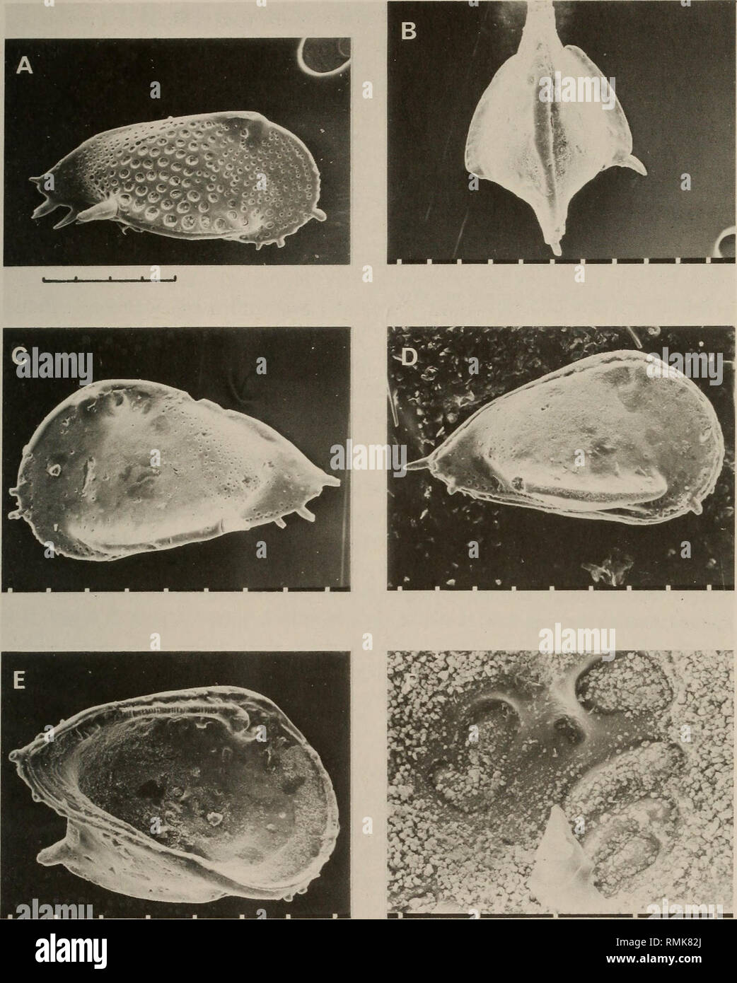 . Annals of the South African Museum = Annale van die Suid-Afrikaanse Museum. Natural history. CAMPANIAN AND MAASTRICHTIAN OSTRACODA 75. Fig. 35. A. Brachycythere sicarius Dingle, 1980, SAM-K5606, BH9 89,0 m, RV, Campanian II. B-F. Pterygocythere lanceolata sp. nov. B. SAM-K5731, locality 20-1/2, Mfolozi River, dorsal view carapace, Maastrichtian I. C. Holotype, SAM-K5730, locality 20-1/3, Mfolozi River, LV, Maastrichtian I. D. SAM-K5732, locality 20-1/3, Mfolozi River, RV, Maastrich- tian I. E. SAM-K5733, locality 20-1/2, Mfolozi River, internal LV, Maastrichtian I. F. SAM-K5734, locality 20- Stock Photo