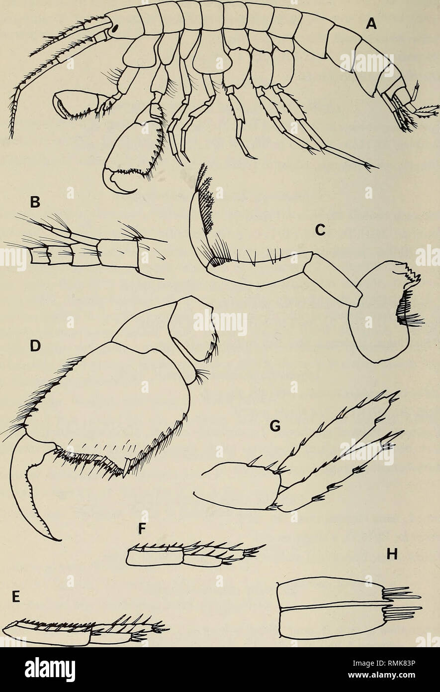 . Annals of the South African Museum = Annale van die Suid-Afrikaanse Museum. Natural history. 142 ANNALS OF THE SOUTH AFRICAN MUSEUM. Fig. 13. Listriella saldanha sp. nov. Male, 8 mm: A—lateral aspect; B—accessory flagellum; C—mandible; D—articles 4-7 of gnathopod 2; E, F, G—uropods 1, 2, 3; H—telson.. Please note that these images are extracted from scanned page images that may have been digitally enhanced for readability - coloration and appearance of these illustrations may not perfectly resemble the original work.. South African Museum. Cape Town : The Museum Stock Photo