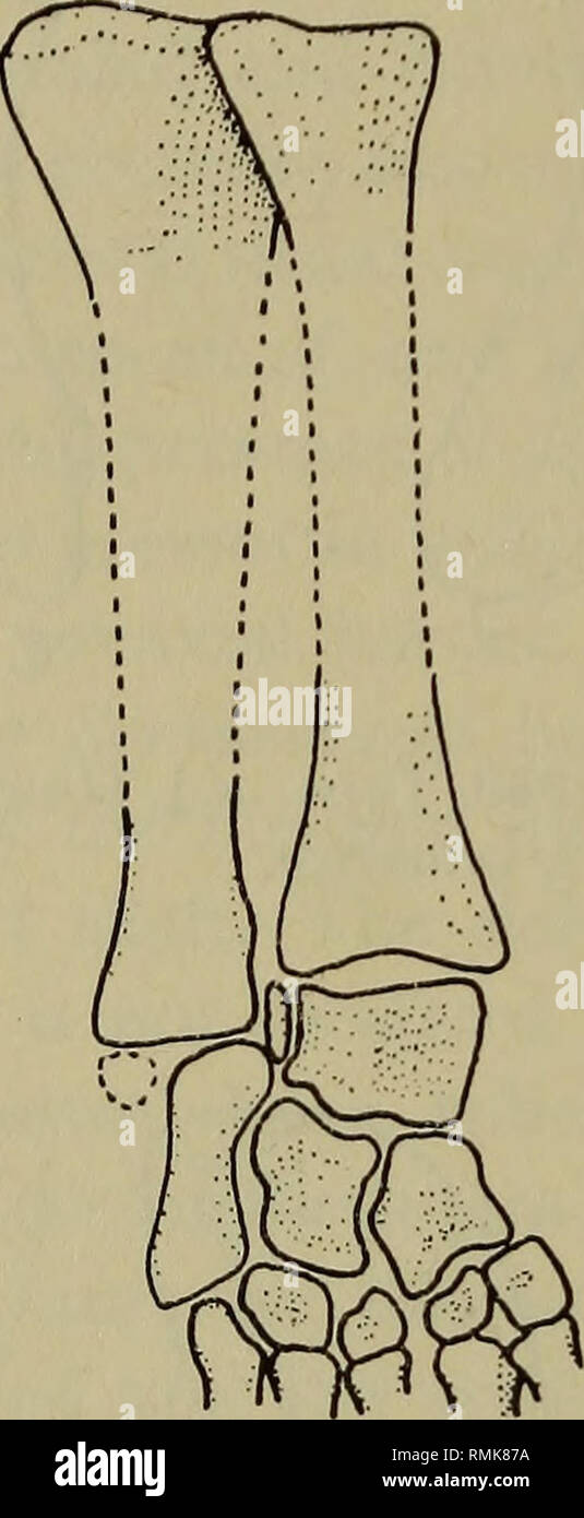 . Annals of the South African Museum. Annale van die SuidAfrikaanse