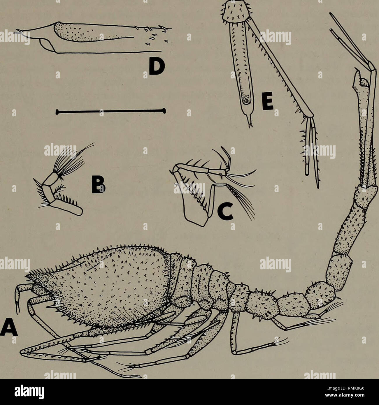 . Annals of the South African Museum = Annale van die Suid-Afrikaanse Museum. Natural history. SOUTHERN AFRICAN CUMACEA: PART 4. Fig. 20. Makrokylindrus spinifer sp. nov. Adult male. A. Lateral view. B. Antenna 1. C. Pereiopod 3. D. Telson in dorsolateral view. E. Uropod and telson. Scale line = 2 mm for A; 1 mm for B-E. much narrower at distal tip. Peduncle of uropod (Fig. 20E) considerably longer, almost reaching distal tip of telson. First segment of endopod much longer, second damaged and third missing. Length Adult male 9,4 mm Largest female 9,6 mm Remarks Despite the fact that this speci Stock Photo