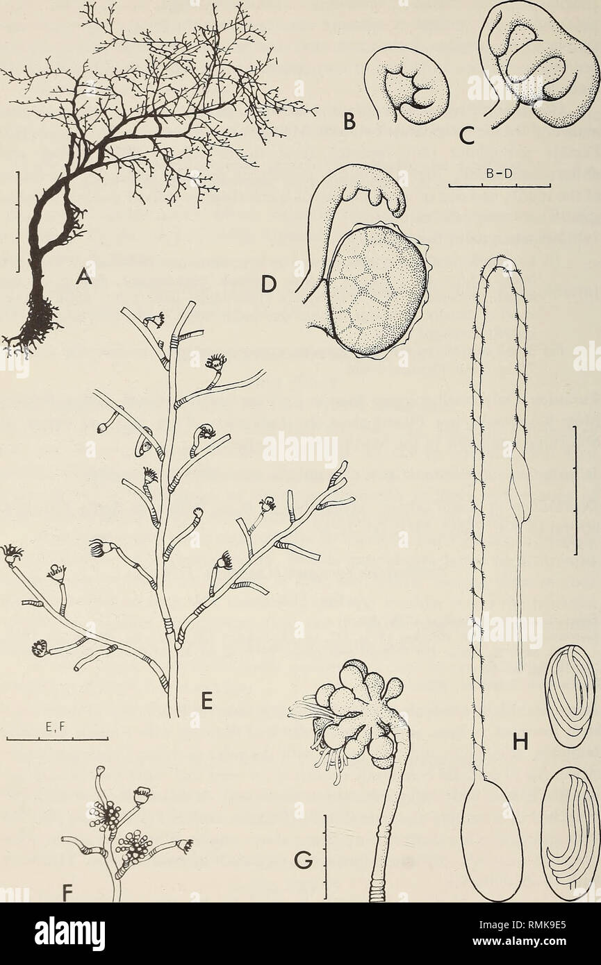 . Annals of the South African Museum = Annale van die Suid-Afrikaanse Museum. Natural history. 86 ANNALS OF THE SOUTH AFRICAN MUSEUM. Fig. 29. Eudendrium deciduum. A, stem; B-D, young female gonophores showing branching spadix; E, part of sterile stem; F, branch with two male blastostyles. Eudendrium motzkos'sowskae. G, mature male blastostyle; H, large macrobasic eurytele, discharged and undischarged. Scale: A in cm, E and F in mm, H in mm/100, the rest in mm/10.. Please note that these images are extracted from scanned page images that may have been digitally enhanced for readability - color Stock Photo