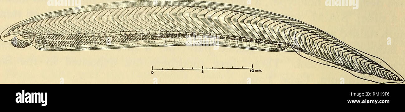 . Annals of the South African Museum = Annale van die Suid-Afrikaanse ...