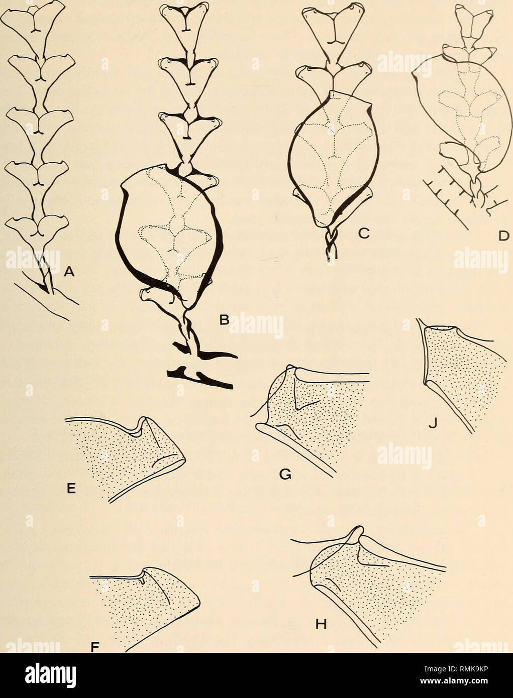 . Annals of the South African Museum = Annale van die Suid-Afrikaanse Museum. Natural history. A COLLECTION OF HYDROIDS FROM MOZAMBIQUE, EAST AFRICA 29. Fig. 7. A, E-F. Sertularia laevimarginata Ritchie, holotype (E and F from different stems). B, G. Ser- tularia linealis Warren, holotype. C, H. Abietinaria laevimarginata, from Inhaca. D, J. Sertularia longa, from Inhaca. (In E-J the distal part of the hydrotheca is drawn without the near wall to show details of internal teeth and operculum.). Please note that these images are extracted from scanned page images that may have been digitally enh Stock Photo