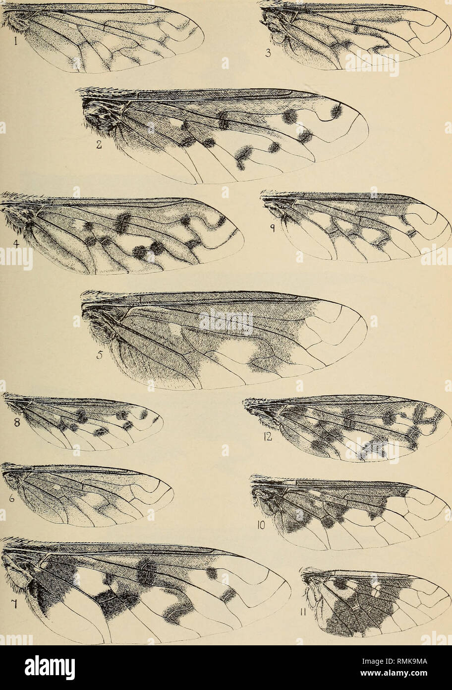 . Annals of the South African Museum = Annale van die Suid-Afrikaanse Museum. Natural history. Ann. S. Air. Mus., Vol. XXXV Plate II. Wings of South African species of Exoprosopa i—Exoprosopa hamula n. sp. (2). 2 —Exoprosopa aridicola n. sp. (2). 3 — Exoprosopa acrodiscoides Bezz. (2). 4—Exoprosopa guillarmodi n. sp. (&lt;J). 5 — Exoprosopa hamata (Macq.) (2). 6 — Exoprosopa nebulosa n. sp. (2). 7 — Exoprosopa inaequalipes Lw. (cJ) (infuscation at base of fourth posterior cell sometimes extends down fifth vein). 8 — Exoprosopa loxospila n. sp. (2). 9 — Exoprosopa triloculina n. sp. {$). 10 — E Stock Photo