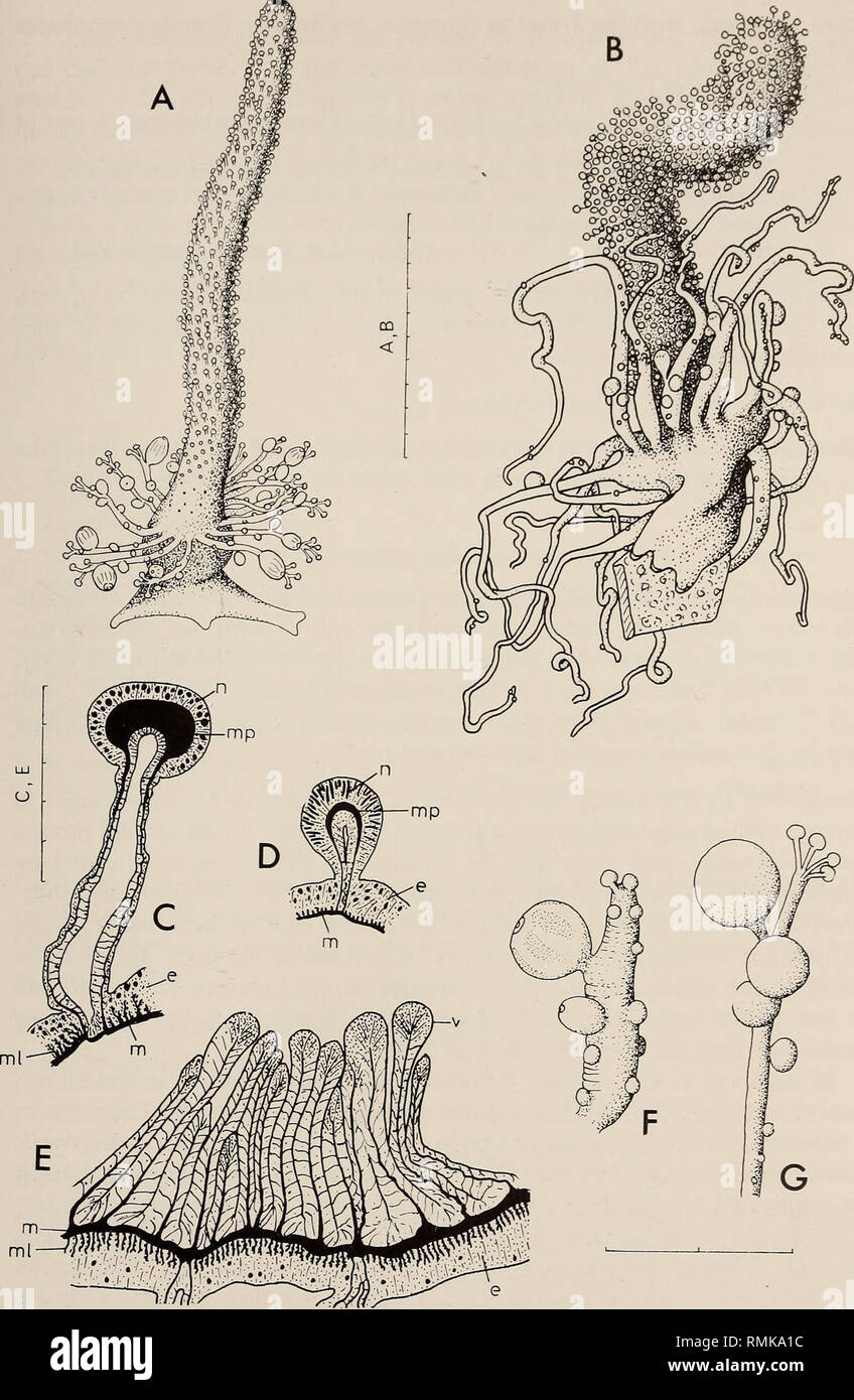 . Annals of the South African Museum = Annale van die Suid-Afrikaanse Museum. Natural history. MONOGRAPH ON THE HYDROIDA OF SOUTHERN AFRICA 47. Fig. 18. Myriothela capensis. A, complete individual extended; F, male blastostyle, contracted; G, female blastostyle, extended. Myriothela tentaculata. B, individual attached to polyzoan; C, l.s. body tentacle; D, l.s. blastostyle tentacle; E, t.s. body wall including origins of two tentacles on lower side of diagram. Abbreviations: e: ectoderm; m: mesogloea; ml: mesogloeal lamella; mp: apical pad of mesogloea; n: nematocysts; v: endodermal villi. Sca Stock Photo