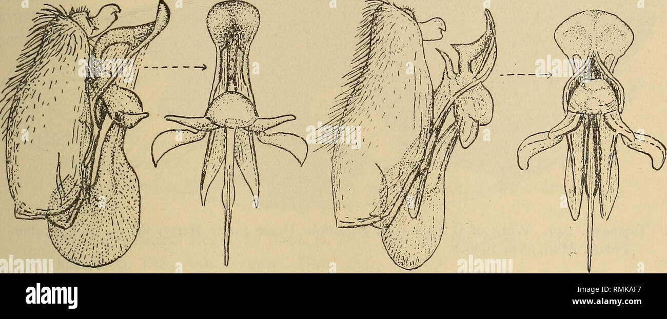 . Annals of the South African Museum = Annale van die Suid-Afrikaanse Museum. Natural history. REVISION OF THE BOMBYLIIDAE (DIPTERA) OF SOUTHERN AFRICA 807 greyish yellowish; collar above, upper part of mesopleural tuft and propleural tuft yellowish to golden; rest of hair on pleurae paler, more whitish like plumula and hair on sides of tergite i and base laterally of tergite 2; that on venter gleaming sericeous whitish; fine hairs on thorax, notopleural hairs and bristles, postalar bristles, upper scutellar bristles, hairs on sides of abdomen and those on coxae black; finer lower scutellar br Stock Photo
