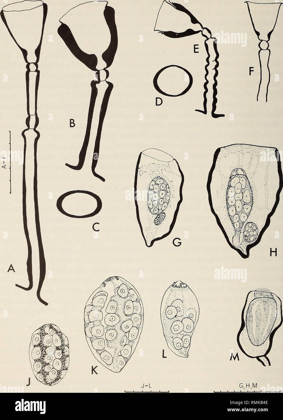 . Annals of the South African Museum = Annale van die Suid-Afrikaanse Museum. Natural history. 210 ANNALS OF THE SOUTH AFRICAN MUSEUM. Fig. 69. Campanularia integra. A-C, hydrothecae with smooth stems, in narrow view, broad view and t.s. respectively; D and E, hydrotheca with annulated stem in t.s. and broad view respec- tively; F, hydrotheca with thin perisarc; G, female gonophore with round section; H, female gonophore with flat section; J-L, female gonophores dissected from gonothecae, J immature with radial canals containing pigment, K mature, L partly spent and showing medusoid structures Stock Photo
