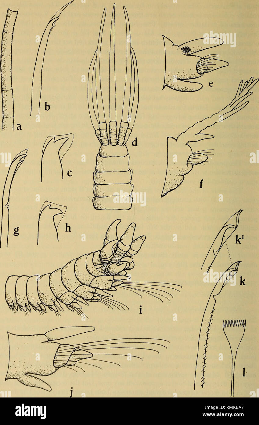 Annals Of The South African Museum Annale Van Die Suid Afrikaanse Museum Natural History 354 Annals Of The South African Museum Fig Ii Epidiopatra Gilchristi A Tube B Pseudocompound Seta From Annals Of The South African Museum Annale Van Die Suid Afrikaanse Museum Natural History 354 Annals Of The South African Museum Fig Ii Epidiopatra Gilchristi A Tube B Pseudocompound Seta From