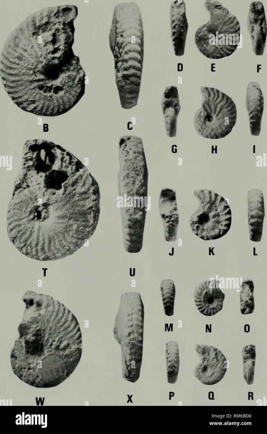 . Annals of the South African Museum. Annale van die Suid-Afrikaanse Museum. UPPERMOST ALBIAN AMMONITES FROM THE ANGOLAN LITTORAL 251. Fig. 47. Stolkzkaia (Stoliczkaia) tenuis Renz. A-C. USNMNH 236999. D-F. USNMNH 237009. G-I. USNMNH 237006. J-L. USNMNH 237010. M-O. USNMNH 237015. P-R. USNMNH 237014. S-U. 236997. V-X. USNMNH 237003. x 1.. Please note that these images are extracted from scanned page images that may have been digitally enhanced for readability - coloration and appearance of these illustrations may not perfectly resemble the original work.. South African Museum. Cape Town [etc.  Stock Photo