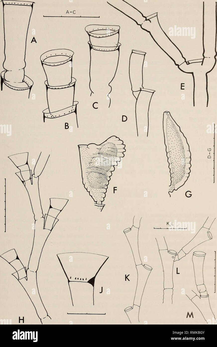 . Annals of the South African Museum = Annale van die Suid-Afrikaanse Museum. Natural history. MONOGRAPH ON THE HYDROIDA OF SOUTHERN AFRICA 149. Fig. 48. Halecium dichotomum. A-C, regenerated hydrothecae; D, part of stem showing unilateral branching; E, part of stem showing dichotomous branching; F, female gonophore; G, male gonophore. Halecium dyssymetrum. H, part of stem; J, hydrotheca. Halecium sessile. K-M, parts of stem, redrawn from Vervoort (19666). Scale in mm/10.. Please note that these images are extracted from scanned page images that may have been digitally enhanced for readability Stock Photo