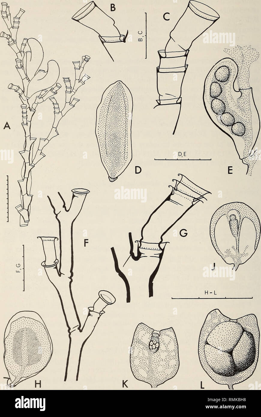. Annals of the South African Museum = Annale van die Suid-Afrikaanse Museum. Natural history. 146 ANNALS OF THE SOUTH AFRICAN MUSEUM. Fig. 47. Halecium beanii. A, stem with female gonothecae: B and C, regenerated hydrothecae; D, male gonophore; E, female gonophore. Halecium delicatulum. F and G, parts of stem from small form (F) and large form (G); H, male gonophore; J-L, female gonophores, the first two showing hydranths, the third containing planulae. Scale: H-L in mm, the rest in mm/10.. Please note that these images are extracted from scanned page images that may have been digitally enhan Stock Photo