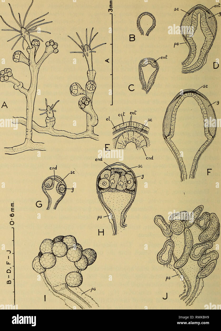 . Annals of the South African Museum = Annale van die Suid-Afrikaanse Museum. Natural history. 246 ANNALS OF THE SOUTH AFRICAN MUSEUM. Fig. 2. Rhizorhagium navis n. sp. A, part of a female colony drawn from living material. B-J, stages in the development of the gonophores drawn from whole mounts. B, a young male gonophorc. C and D, later stages in development of male gonophore. E, the distal region of stage D on a larger scale to show details of layers. F, a mature male gonophore. G, a young female gonophore. H, a mature female gonophore. I, the female gonophore after the escape of the eggs, a Stock Photo