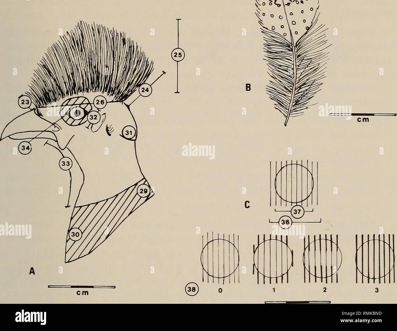 . Annals of the South African Museum = Annale van die Suid-Afrikaanse Museum. Natural history. THE EVOLUTION OF GUINEA-FOWL 49. Fig. 4. Quantitative characters 22-26, 29-39. A. Lateral view of head, neck and collar of Guttera plumifera. B. Mid-dorsal feather of G. pucherani edouardi. C. Spots on mid-dorsal feathers of Guttera spp. detrimental to the understanding of geographic variation and intra-specific evolution. These critics maintain that: 1. characters used to delineate subspecies usually have patterns of geographic variation which are discordant with each other and with the distribution Stock Photo