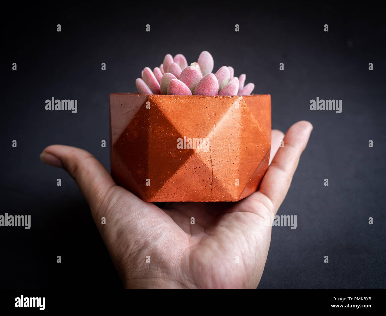 Hand holding modern copper colour geometric hexagon concrete planter with beautiful pink succulent plant on dark background. Painted concrete pot for  Stock Photo