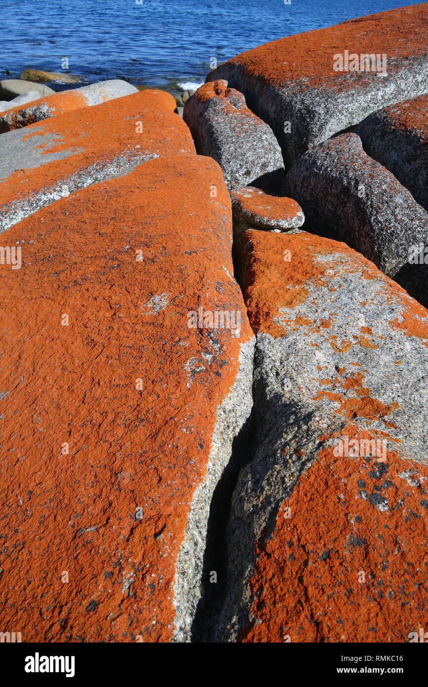 Orange lichen on coastal rocks, Binalong Bay, Bay of Fires, Tasmania, Australia Stock Photo