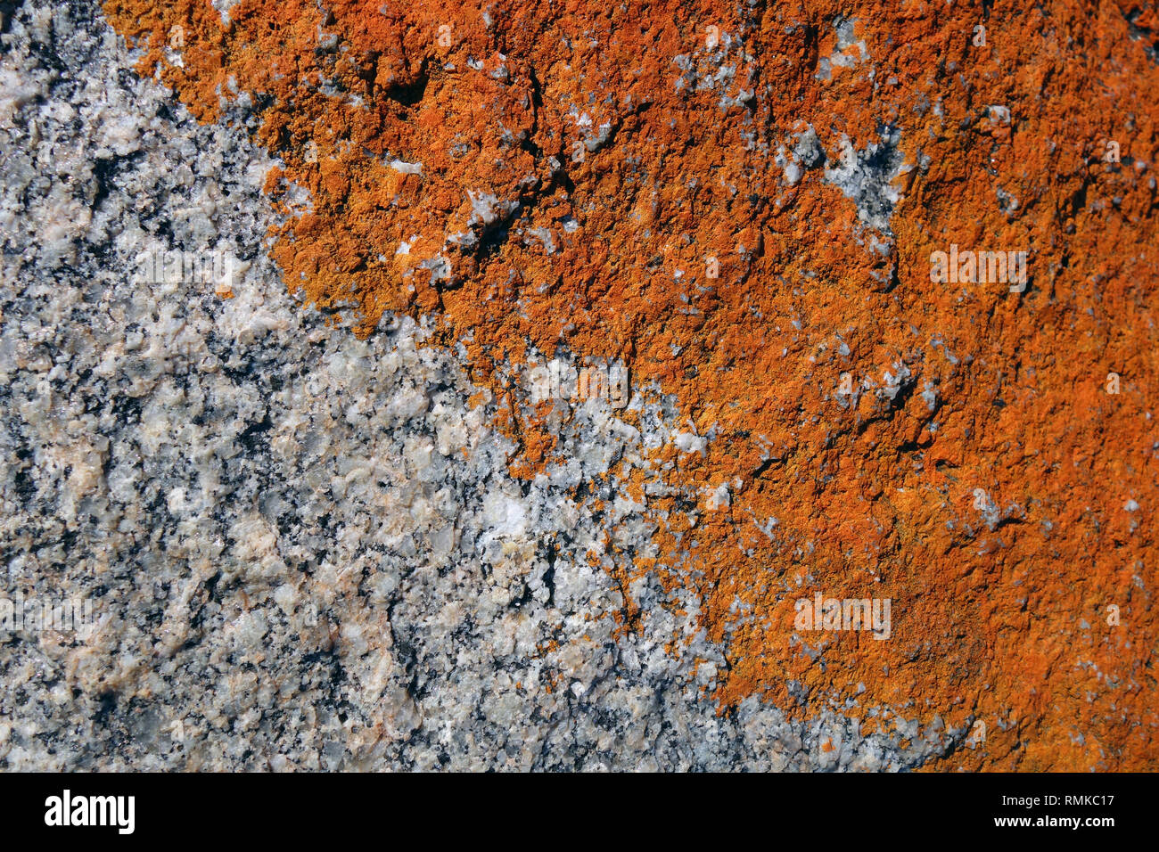 Orange lichen on coastal rocks, Binalong Bay, Bay of Fires, Tasmania, Australia Stock Photo