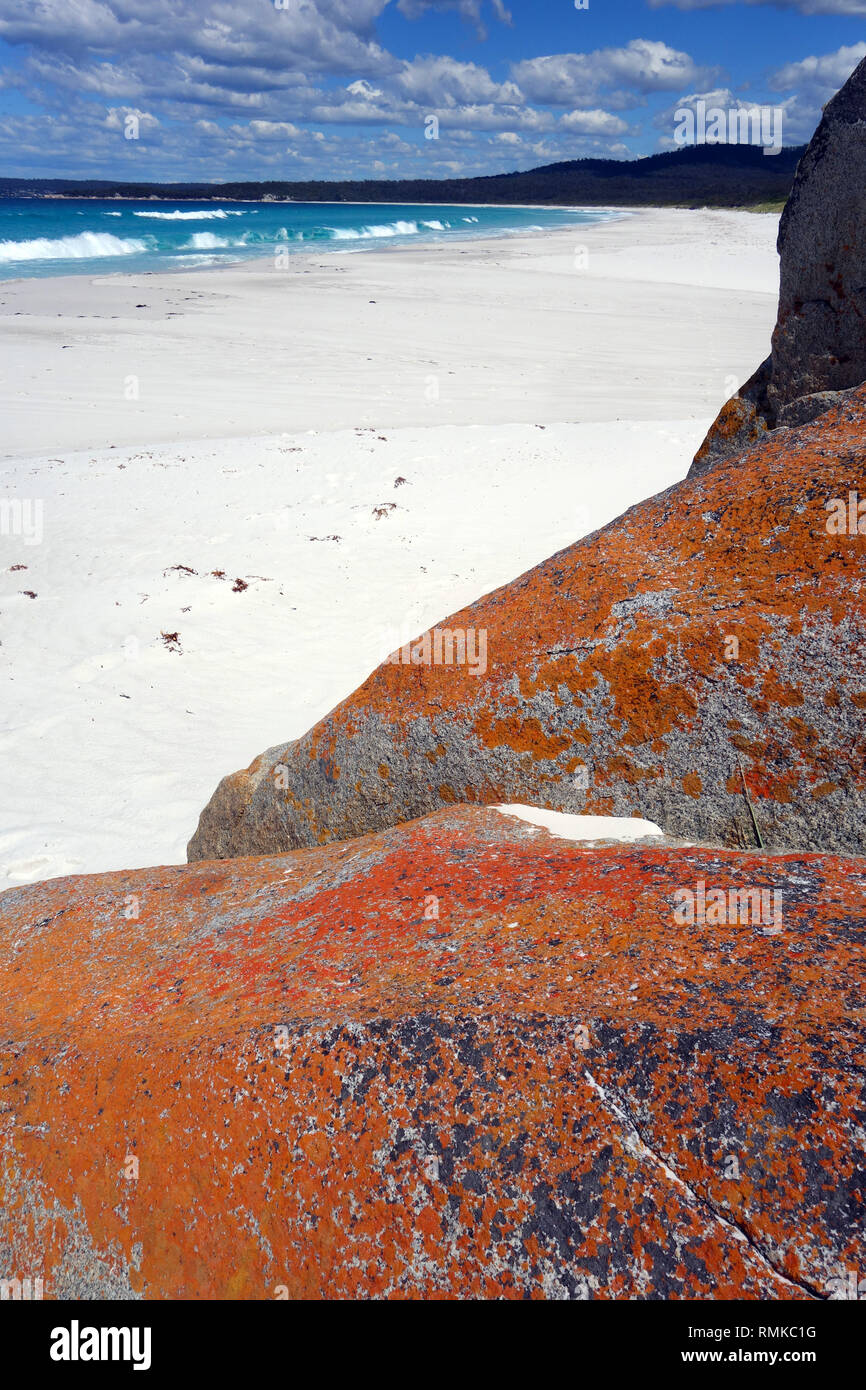 Orange lichen on coastal rocks, Taylors Beach, Bay of Fires, Tasmania, Australia Stock Photo