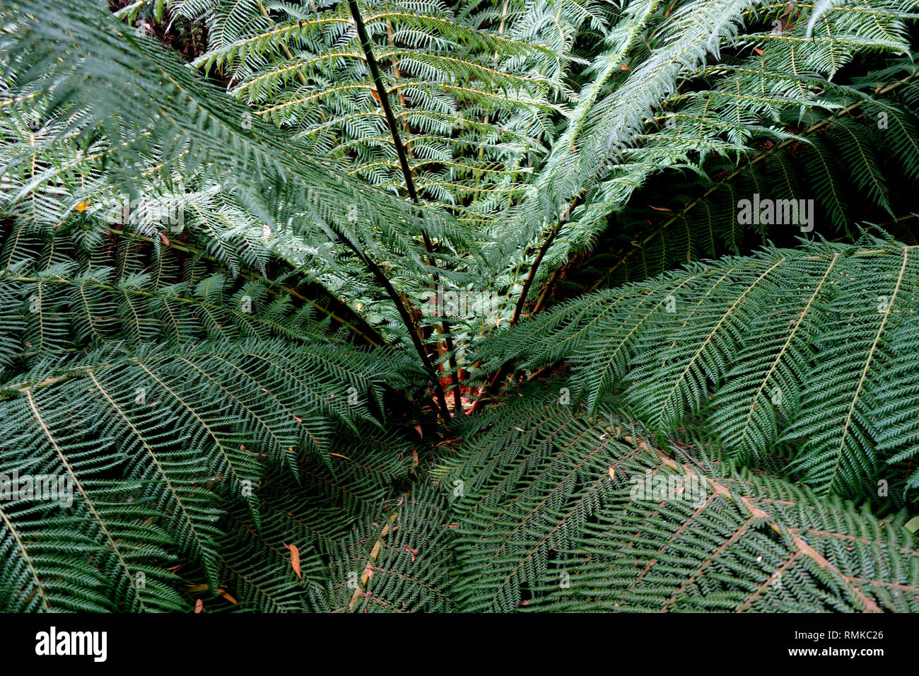 Crown of tree fern (Dicksonia antarctica), Notley Fern Gorge State Reserve, near Launceston, Tasmania, Australia Stock Photo