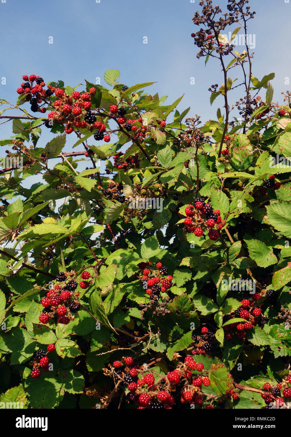 Wild blackberries beside the road in summer, Tamar Valley, Tasmania, Australia Stock Photo