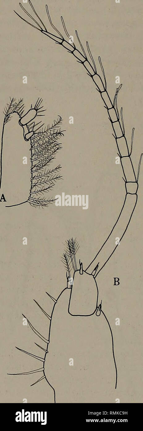 . Annals of the South African Museum = Annale van die Suid-Afrikaanse Museum. Natural history. 174 ANNALS OF THE SOUTH AFRICAN MUSEUM Suborder Asellota Family Ilyarachindae Echinozone cf. spicata (Hodgson) Fig. 9 Notopais spicatus Hodgson, 1910: 70, pi. 8 (fig. 1). Pseudarachna spicata: Hale, 1937: 43, figs 18-19. Kussakin, 1967: 313, fig. 54. Uyarachna spicata: Wolff, 1962: 95. Amar &amp; Roman, 1974: 579, pi. 11. Echinozone spicata: Schultz, 1976: 8, figs 3-4.. Fig. 9. Echinozone cf. spicata. A. Uropod. B. Antennule.. Please note that these images are extracted from scanned page images that  Stock Photo