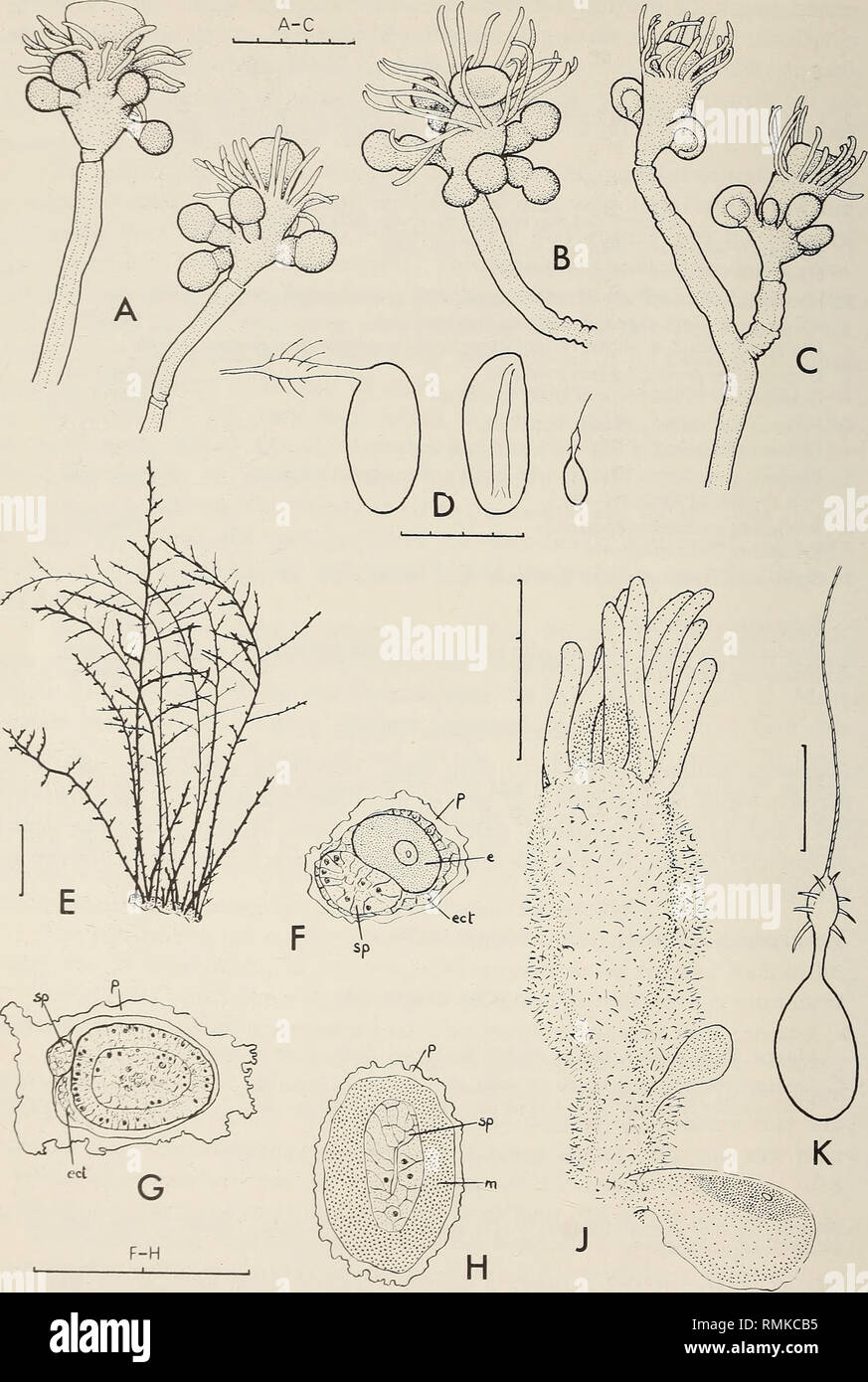 . Annals of the South African Museum = Annale van die Suid-Afrikaanse Museum. Natural history. 92 ANNALS OF THE SOUTH AFRICAN MUSEUM. Fig. 31. Eudendrium ramosum. A and B, male blastostyles; C, young female blastostyles; D, nemato- cysts, from left to right large microbasic eurytele discharged and undischarged, a small microbasic eurytele. Bimeria fluminalis. E, part of colony; F, t.s. female gonophore with egg; G, t.s. female gonophore with planula; H, t.s. male gonophore; J, hydranth and two young female gonophores, one with an egg; K, microbasic eurytele. Abbreviations: e: egg; ect: ectoder Stock Photo