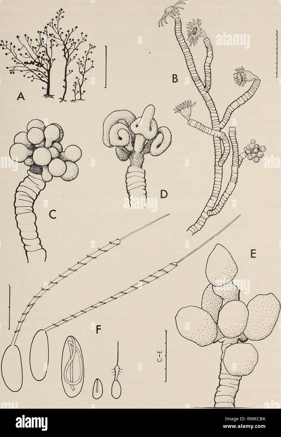 . Annals of the South African Museum = Annale van die Suid-Afrikaanse Museum. Natural history. MONOGRAPH ON THE HYDROIDA OF SOUTHERN AFRICA 89. Fig. 30. Eudendrium ritchiei, sp. nov., all from holotype. A, stems; B, part of stem with hydranms and male blastostyle; C, male blastostyle; D, young female blastostyle; E, old female blastostyle with spadices shed; F, nematocysts, from left to right three macrobasic euryteles (two discharged, one undischarged), and two microbasic euryteles (one undis- charged, one discharged). Scale: A in cm, F in mm/100, the rest in mm/10.. Please note that these im Stock Photo