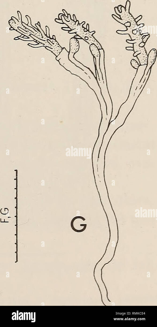 . Annals of the South African Museum = Annale van die Suid-Afrikaanse Museum. Natural history. Fig. 24. Clava sp. A, hydranths. Corydendrium parasiticum. B, stem; C, part of stem with hydranths; D, a single hydranth. Rhizogeton nudum. E, hydranth and male gonophore. Turritopsis nutricula. F, hydranth; G, stem with hydranths and medusa-buds. Scale: B in cm, A and C in mm, the rest in mm/10.. Please note that these images are extracted from scanned page images that may have been digitally enhanced for readability - coloration and appearance of these illustrations may not perfectly resemble the o Stock Photo