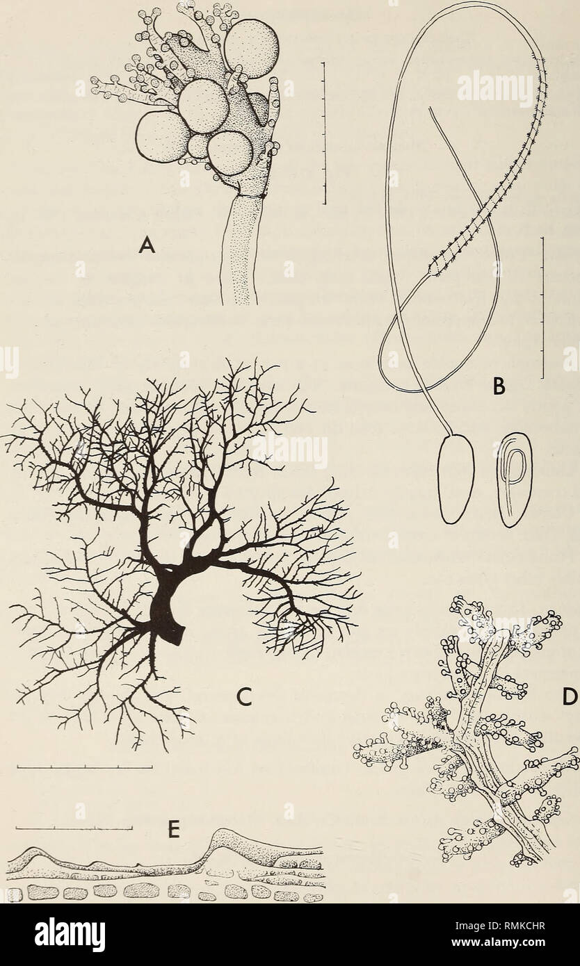 . Annals of the South African Museum = Annale van die Suid-Afrikaanse Museum. Natural history. 60 ANNALS OF THE SOUTH AFRICAN MUSEUM. Fig. 21. Cladocoryne floccosa. A, hydranth bearing male gonophores; B, macrobasic eurytele, discharged and undischarged. Solanderia minima. C, stem; D, part of stem with hydranths; E, hydrophores. Scale: C in cm, B in mm/100, the rest in mm/10.. Please note that these images are extracted from scanned page images that may have been digitally enhanced for readability - coloration and appearance of these illustrations may not perfectly resemble the original work.. Stock Photo