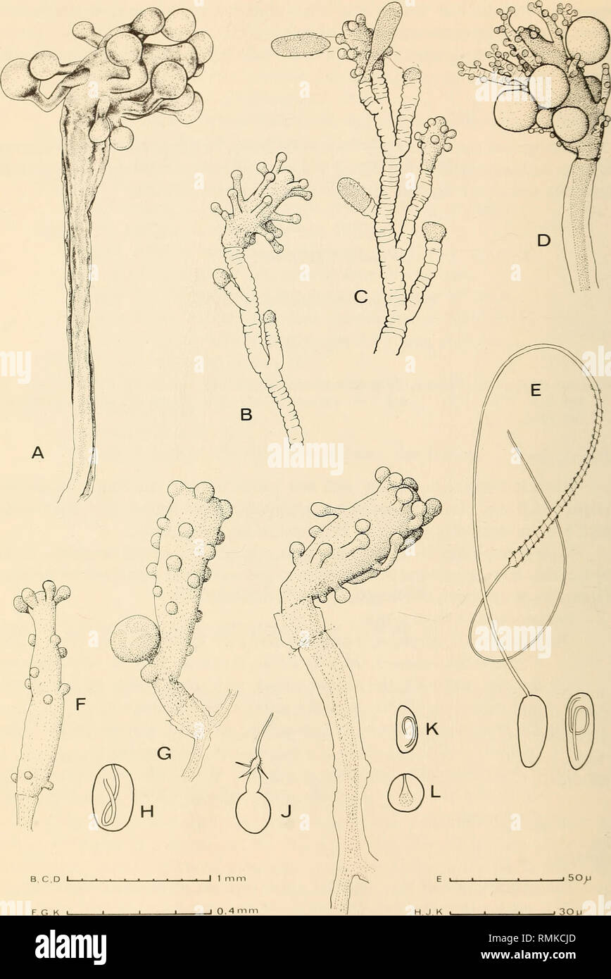 . Annals of the South African Museum = Annale van die Suid-Afrikaanse Museum. Natural history. 12 ANNALS OF THE SOUTH AFRICAN MUSEUM. 30H Fig. 1. A. Sphaerocoryne bedoti. B-C. Coryne ?pusilla, C showing production of regeneration bodies. D-E. Cladocoryne floccosa. D, hydranth with male gonophores, and E, discharged and undis- charged macrobasic euryteles. F-L. Zanclea sp. F and G, hydranths from colony commensal with polyzoan; H and J, large bean-shaped nematocyst and large stenotele from the same colony; K, hydranth from colony commensal with coral; L, small bean-shaped nematocyst and large s Stock Photo