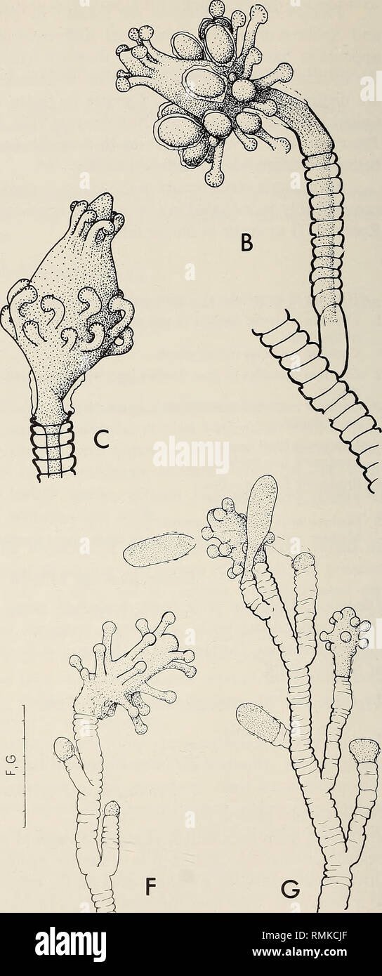 . Annals of the South African Museum = Annale van die Suid-Afrikaanse Museum. Natural history. Fig. 19. Bicorona elegans. A, stems; B, mature hydranth bearing gonophores; C and D, young hydranths; E, nematocysts: large and small stenoteles. Coryne Ipusilla. F and G, stems, G producing regeneration bodies. Scale: A in cm, E in mm/100, the rest in mm/10.. Please note that these images are extracted from scanned page images that may have been digitally enhanced for readability - coloration and appearance of these illustrations may not perfectly resemble the original work.. South African Museum. C Stock Photo