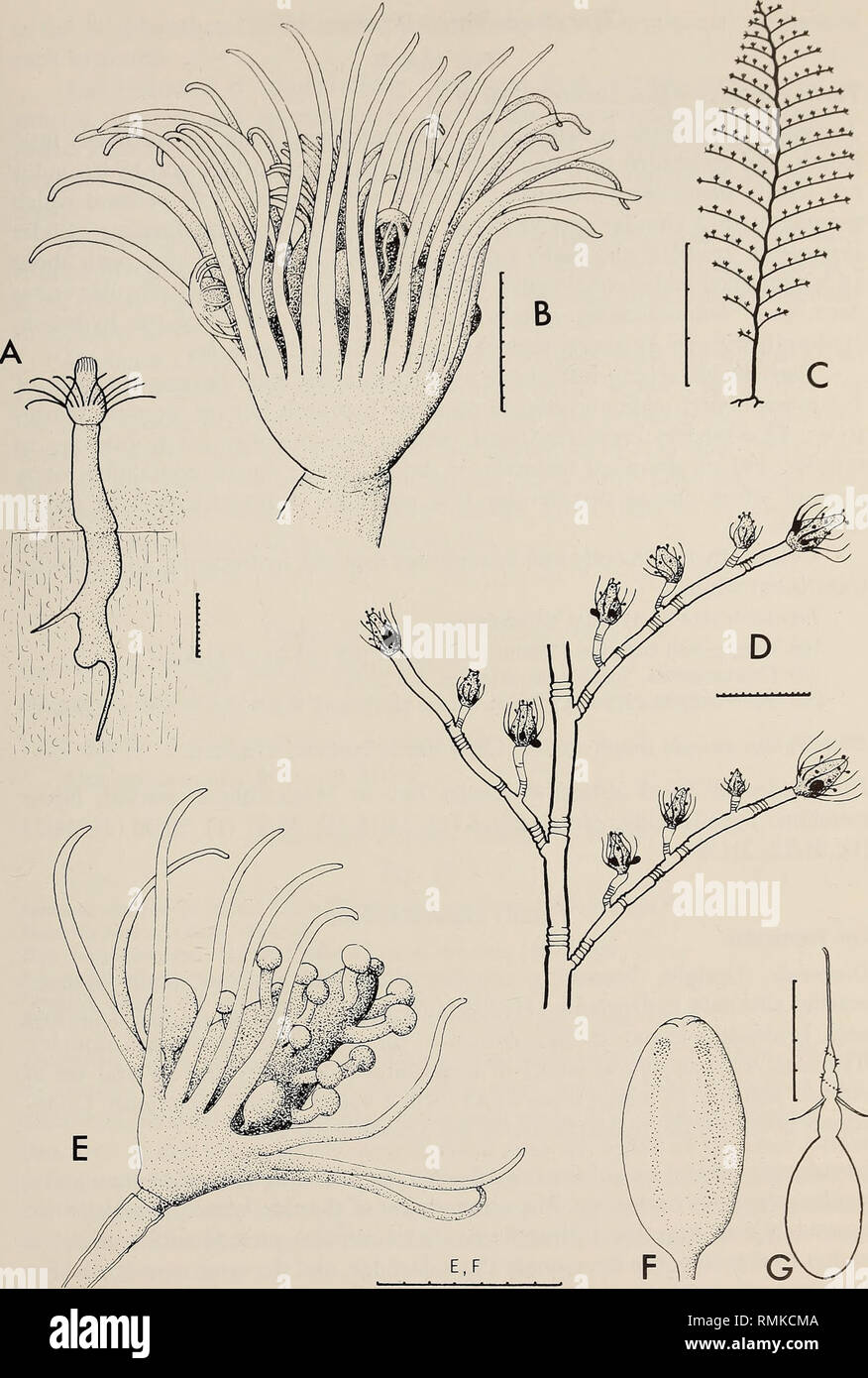. Annals of the South African Museum = Annale van die Suid-Afrikaanse Museum. Natural history. MONOGRAPH ON THE HYDROIDA OF SOUTHERN AFRICA 39. Fig. 16. Zyzzyzus solitarius. A, hydranth growing in sponge and showing rooting structures; B, mature hydranth with gonophores and escaping actinulae. Halocordyle disticha. C, stem; D, part of stem and hydrocladia; E, hydranth with gonophores; F, gonophore; G, large stenotele. Scale: C in cm, G in /xm, the rest in mm/10.. Please note that these images are extracted from scanned page images that may have been digitally enhanced for readability - colorat Stock Photo