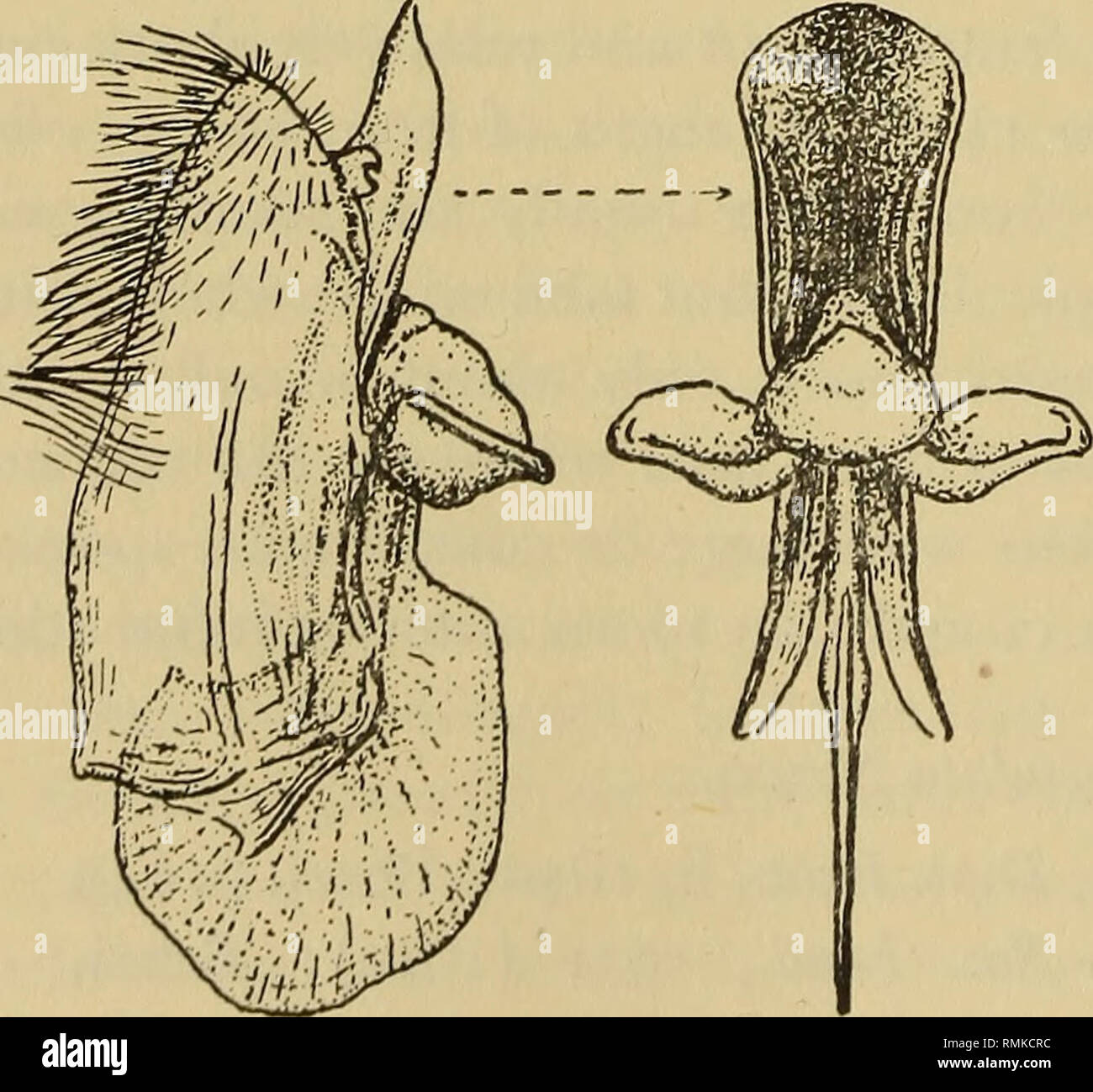 . Annals of the South African Museum = Annale van die SuidAfrikaanse