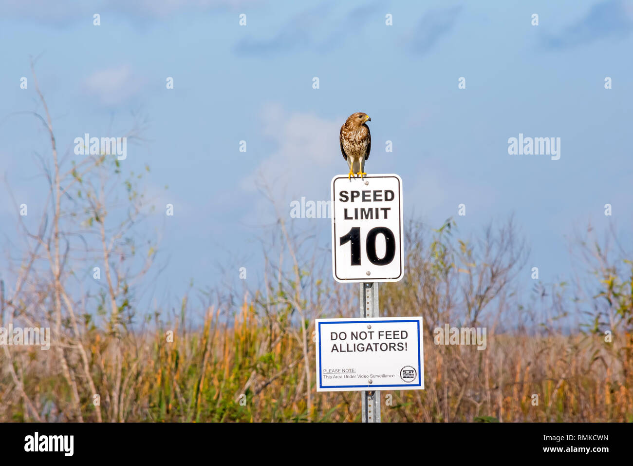Redtailed perched on sign warning "Do not feed the alligators!" on