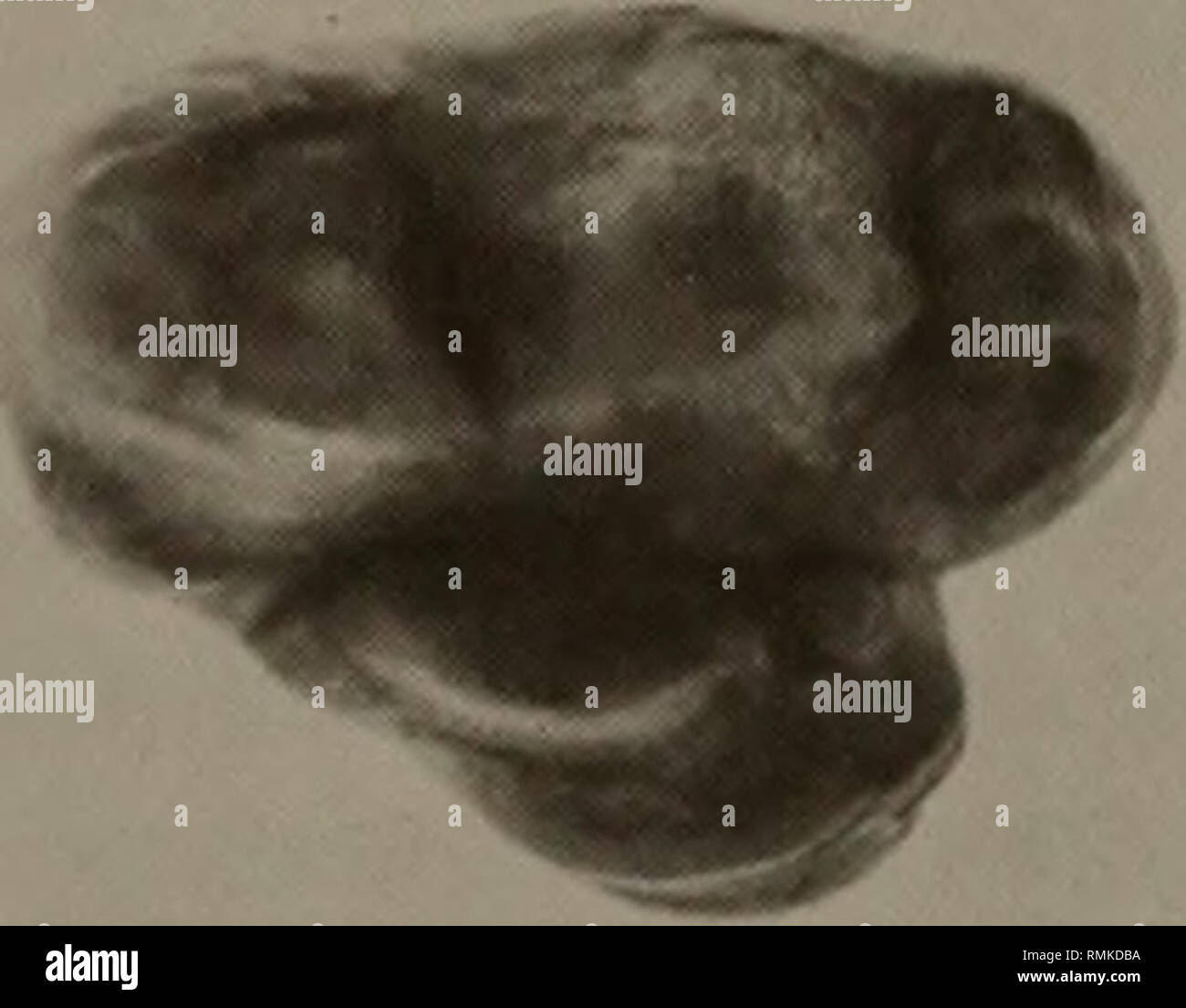 . Annals of the South African Museum = Annale van die Suid-Afrikaanse Museum. Natural history. 24 ANNALS OF THE SOUTH AFRICAN MUSEUM *. * U 115 116 ll7 118 Fig. 9. Buccal, occlusal and lingual views of Langebaanweg Agriotherium P4&quot;s. A. L46074, from bed 3aN. B. L2045, from bed 3aS.. Please note that these images are extracted from scanned page images that may have been digitally enhanced for readability - coloration and appearance of these illustrations may not perfectly resemble the original work.. South African Museum. Cape Town : The Museum Stock Photo