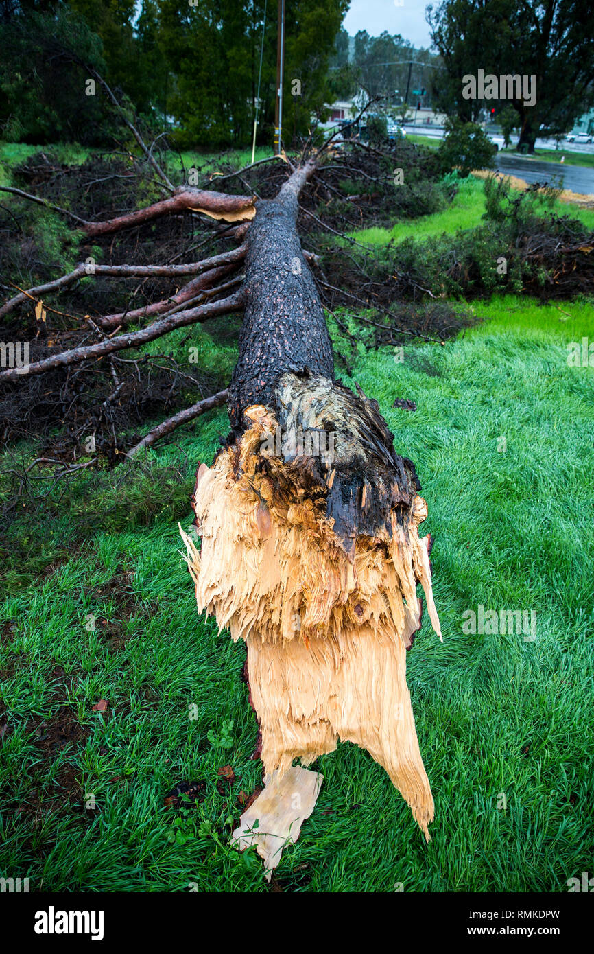 A rainstorm causes a tree to fall on Rattlesnake Canyon Road at Marine Corps Base (MCB) Camp Pendleton, California, Feb. 14, 2019. Extreme rainfall aboard MCB Camp Pendleton caused substantial flooding and debris flows as a result of 'Atmospheric River' conditions pummeling California. (U.S. Marine Corps photo by Cpl. Juan Bustos) Stock Photo