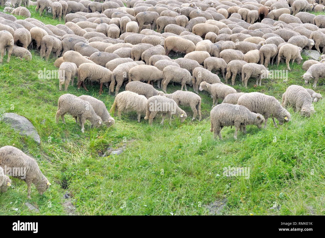 group of sheep grazing on a greenery alpine meadow Stock Photo - Alamy