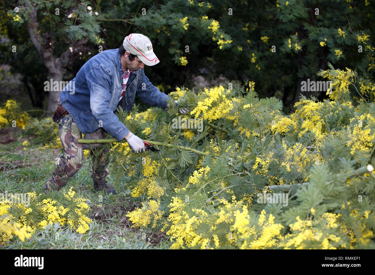 Harvest mimosa. Augier Forcerie. Forest Tanneron in the Var Department in France Stock Photo