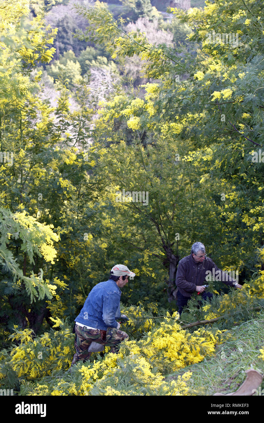 Harvest mimosa. Augier Forcerie. Forest Tanneron in the Var Department in France Stock Photo