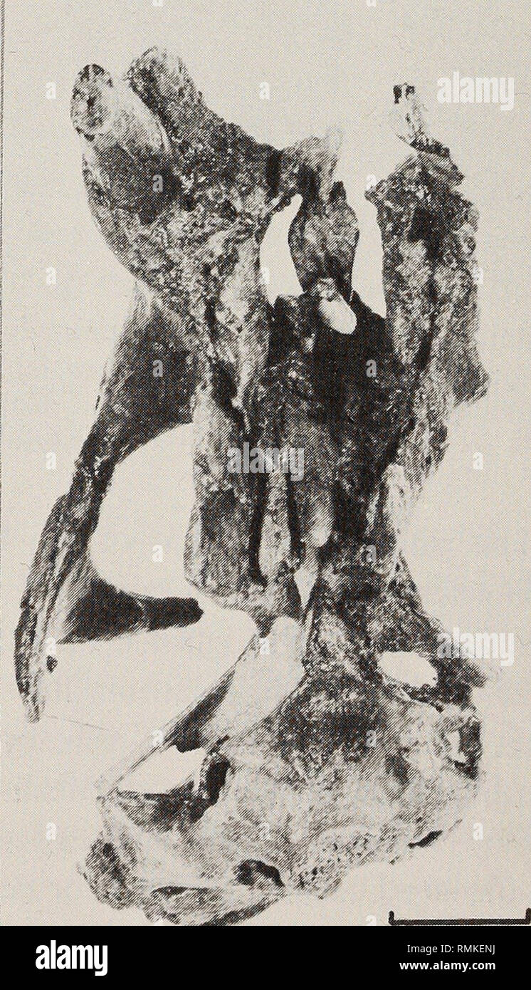 Eodicynodon hires stock photography and images Alamy