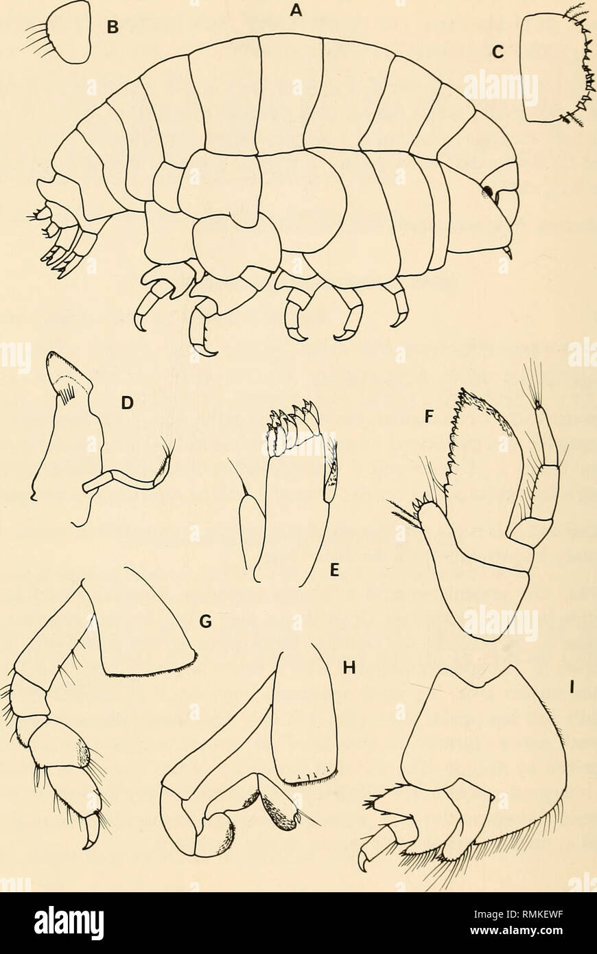 . Annals of the South African Museum = Annale van die Suid-Afrikaanse Museum. Natural history. 314 ANNALS OF THE SOUTH AFRICAN MUSEUM. Fig. 15. Stomacontion prionoplax Monod, 1937 Male, 5 mm: A —lateral aspect; B — uropod 3; C —telson; D—mandible; E—maxilla 1; F—maxilliped; G—gnathopod 1; H—gnathopod 2; I — pereiopod 5. .. Please note that these images are extracted from scanned page images that may have been digitally enhanced for readability - coloration and appearance of these illustrations may not perfectly resemble the original work.. South African Museum. Cape Town : The Museum Stock Photo