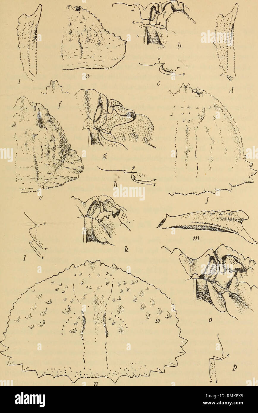 . Annals of the South African Museum = Annale van die Suid-Afrikaanse Museum. Natural history. Fig. 66.—Calappa hepatica (Linn.), a, carapace, b, ventral view of front. c, profile of epistome (e), endostomial septum (s) and ridge bordering exhalant canal (r). d, ventral view of right chela of var. spinosissima. Calappa gallus (Herbst). e, carapace (length slightly exaggerated to show both front and hind margin in same plane). /, front of juv. g, ventral view of front. h, profile as in c. i, ventral view of right chela. Calappa lophos (Herbst). j, carapace &lt;$ (length slightly exaggerated as  Stock Photo