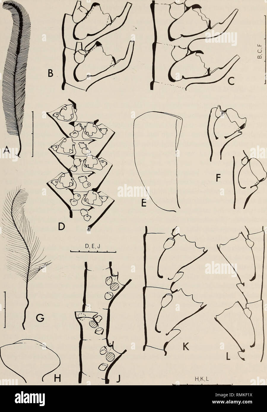 . Annals of the South African Museum = Annale van die Suid-Afrikaanse Museum. Natural history. MONOGRAPH ON THE HYDROIDA OF SOUTHERN AFRICA 439. Fig. 135. Gymnangium arcuatum. A, fertile stem; B and C, hydrothecae from distal and proximal ends of hydrocladium; D, anterior view of stem showing origins of hydrocladia; E, male gono- theca; F, hydrothecae of epizootic form. Gymnangium exsertum. G, stem; H, gonotheca; J, anterior view of stem showing scars for gonothecae (shaded) and origins of hydrocladia; K, hydrocladium; L, hydrocladium of epizootic form. Scale: A and G in cm, the rest in mm/10. Stock Photo