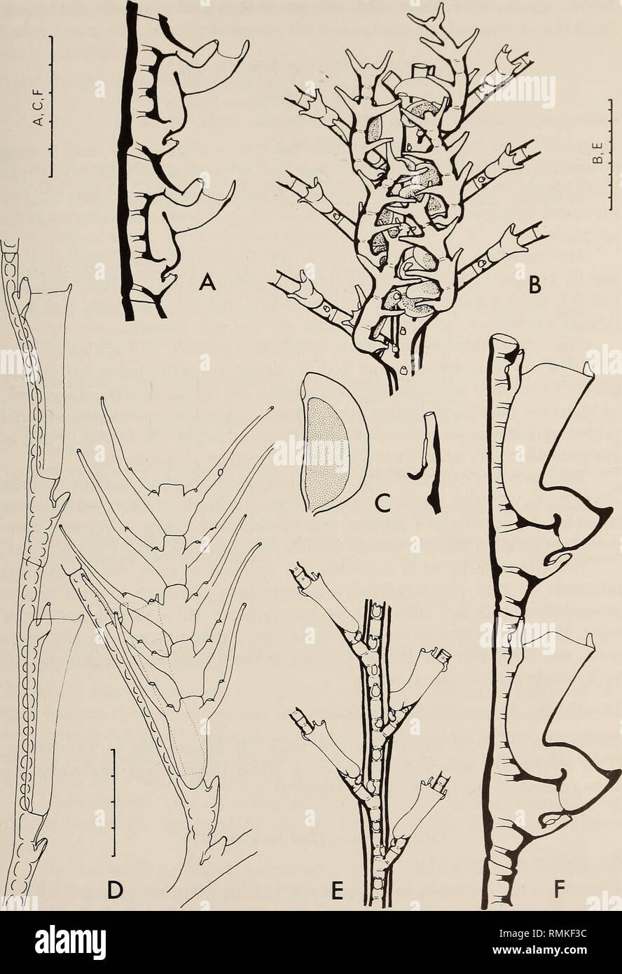 . Annals of the South African Museum = Annale van die Suid-Afrikaanse Museum. Natural history. MONOGRAPH ON THE HYDROIDA OF SOUTHERN AFRICA 431. Fig. 133. Cladocarpus valdiviae. A, hydrocladium; B, anterior view of stem showing phylactocarps; C, male gonotheca and nematotheca from phylactocarp. Cladocarpus tenuis, redrawn from Vervoort (19666). D, hydrocladium and phylactocarp. Cladocarpus unicornus sp. nov., from holotype. E, anterior view of stem showing origins of hydrocladia; F, hydrocladium. Scale in mm/10.. Please note that these images are extracted from scanned page images that may hav Stock Photo