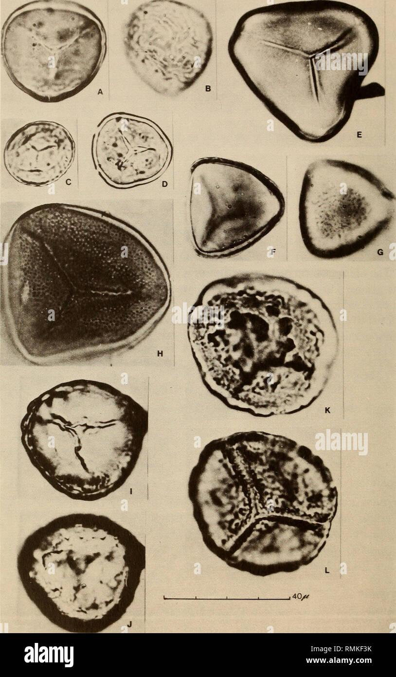 . Annals of the South African Museum = Annale van die Suid-Afrikaanse Museum. Natural history. 18 ANNALS OF THE SOUTH AFRICAN MUSEUM. Fig. 4. A-D. Stereisporites sp. E. Cyathidites australis. F-G. Planisporites sp. H. Foveotriletes margaritae. I-J. Foveotriletes lacunosus. K-L. Foraminisporis sp.. Please note that these images are extracted from scanned page images that may have been digitally enhanced for readability - coloration and appearance of these illustrations may not perfectly resemble the original work.. South African Museum. Cape Town : The Museum Stock Photo