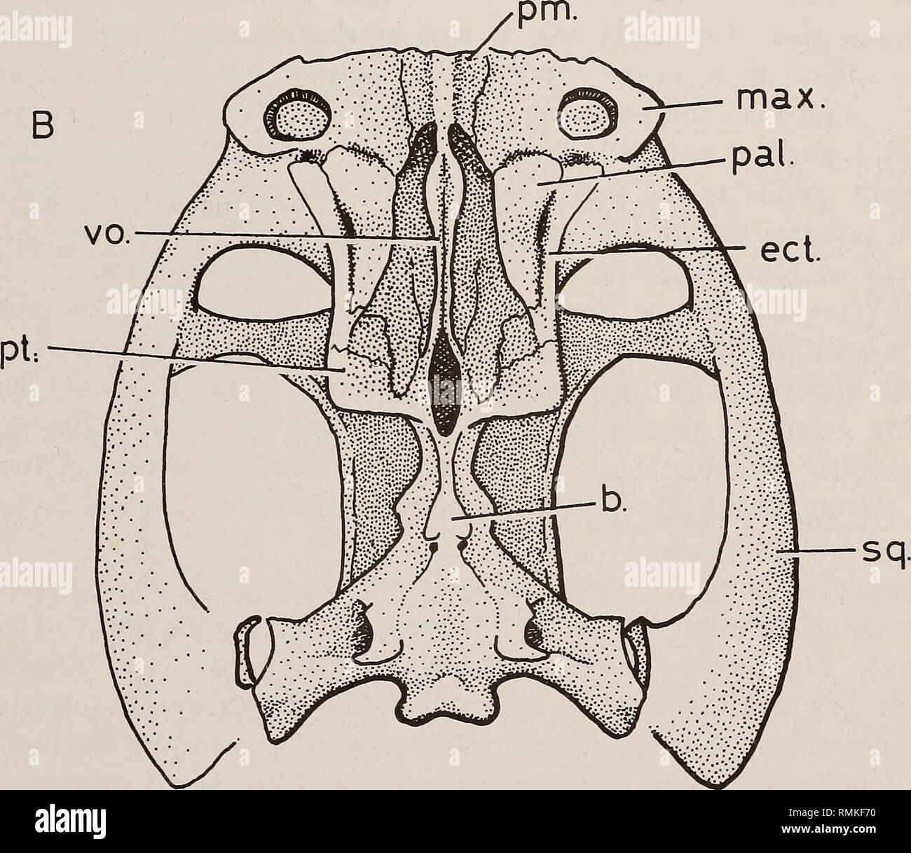 Eodicynodon hires stock photography and images Alamy