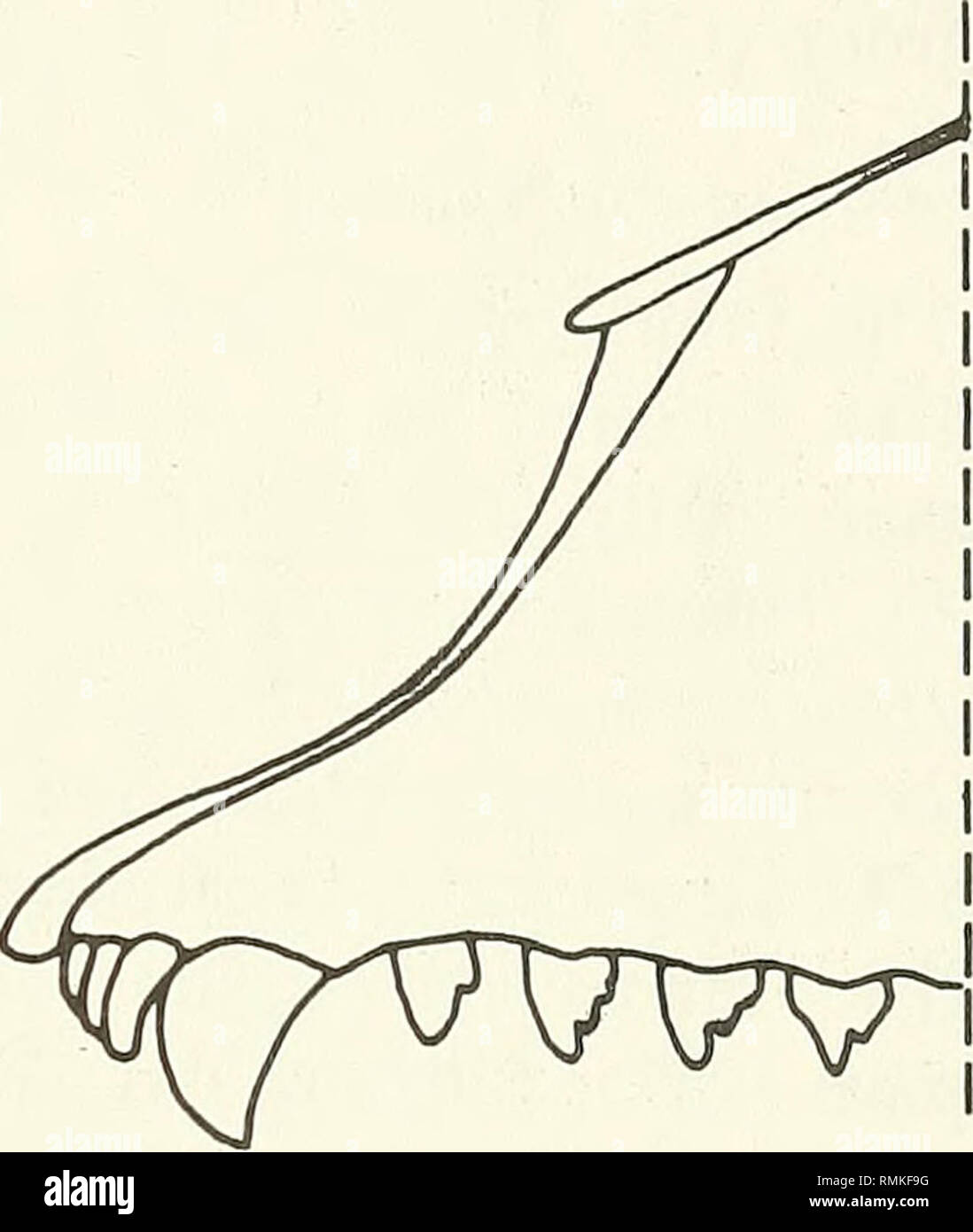 . Annals of the South African Museum = Annale van die Suid-Afrikaanse Museum. Natural history. C D Fig. 4. Relationships of the nasal, maxilla and premaxilla in some Phocidae. A. Monachus tropicalis. B. Leptonychotes weddelli. C. Phoca vitulina. D. Pagophilus groenlandicus. constant as the three used in Figure 1, were not included in the cladogram. Nevertheless, circumspectly they can be employed as diagnostic features of both subfamilies. THE PHOCINAE S.S. In view of the scarcity of cranial remains of fossil phocines, only the phylogeny of living representatives of this group will be consider Stock Photo