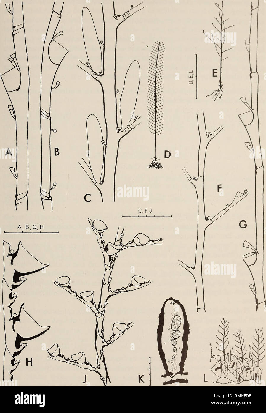 . Annals of the South African Museum = Annale van die Suid-Afrikaanse Museum. Natural history. MONOGRAPH ON THE HYDROIDA OF SOUTHERN AFRICA 391. Fig. 123. Plumularia antonbruuni. A and B, hydrocladia, A with only thecate internodes, B with alternate athecate and thecate internodes; C, part of stem with gonothecae and origins of hydro- cladia; D, stem. Plumularia mossambicae sp. nov., from holotype. E, stem; F, part of stem showing origins of hydrocladia; G, hydrocladium. Plumularia filicaulis. H, hydrocladium; J, stem in anterior view showing origins of hydrocladia; K, male gonophore; L, ferti Stock Photo
