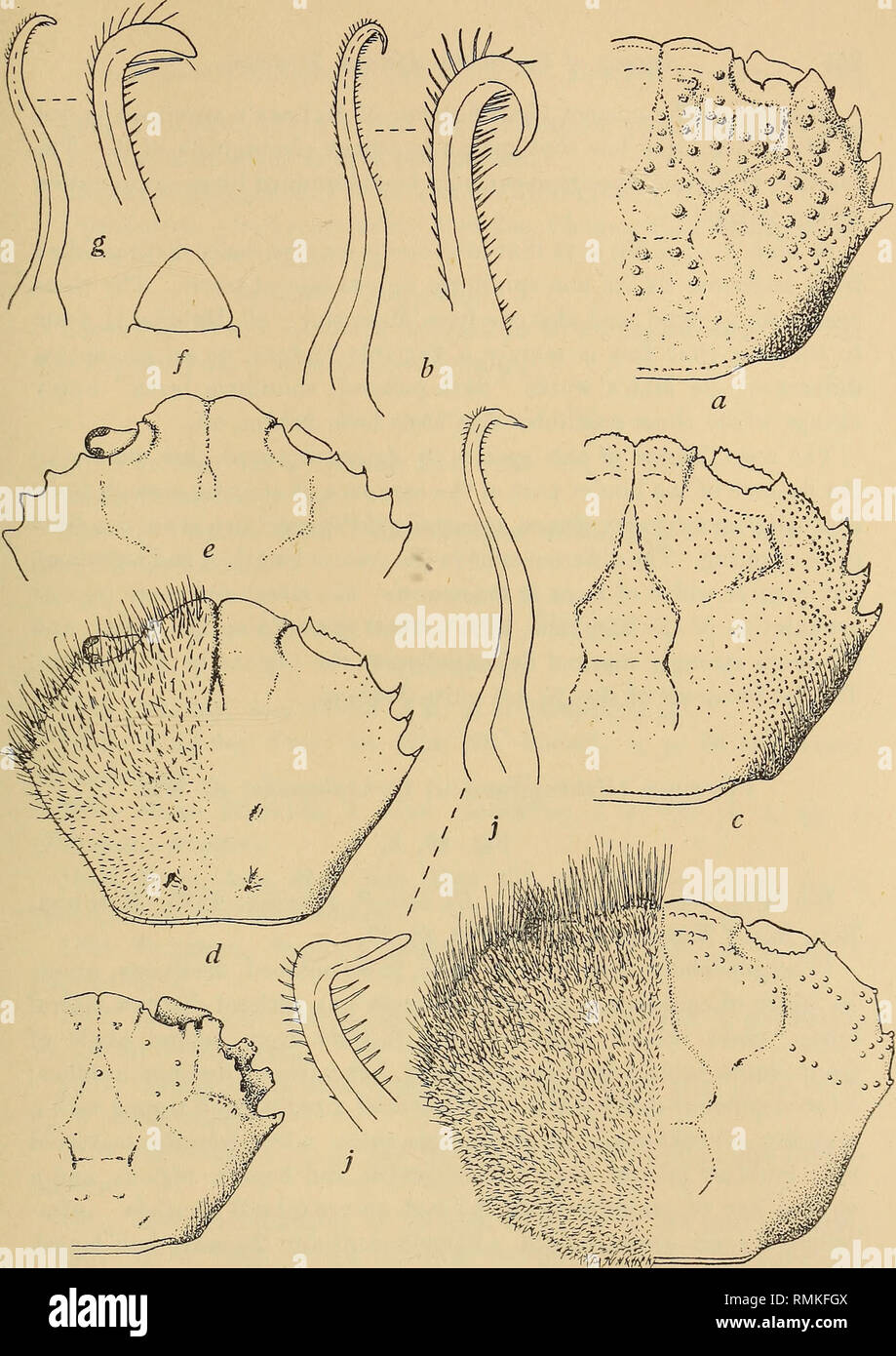. Annals of the South African Museum = Annale van die Suid-Afrikaanse Museum. Natural history. Fig. 49.—Pilumnus vespertilio Fabr. a, carapace, denuded, b, 1st pleopod &lt;$, with apex further enlarged. Pilumnus longicornis Hilg. c, carapace, denuded (front declivous, but drawn as if fully visible in dorsal view). Pilumnus hirsutus Stmpsn. d, carapace, partly denuded, e, carapace of Hoetjes Bay specimens, showing variation in antero-lateral teeth. /, 7th abdominal segment &lt;J. g, 1st pleopod q, with apex further enlarged. Pilumnus trichophoroides de Man. h, carapace, partly denuded (front de Stock Photo